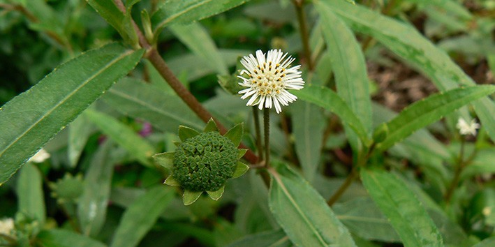 Eclipta alba erva botao para que serve