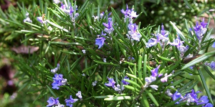 Alecrim o que e origem historia nome cientifico Alecrim o que e origem historia nome cientifico