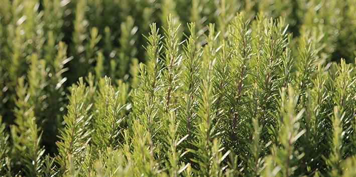 Alecrim onde comprar encontrar Alecrim onde comprar encontrar