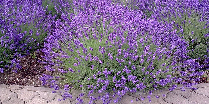 Alfazema lavanda como cuidar gosta de sol ou sombra Alfazema lavanda como cuidar gosta de sol ou sombra