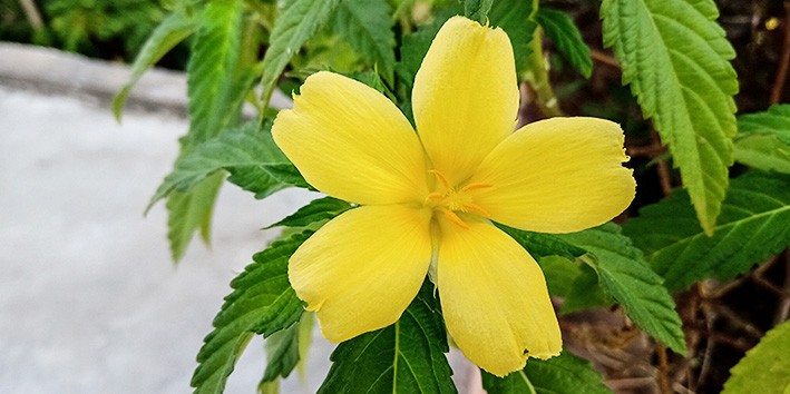 Damiana para que serve beneficios Damiana para que serve beneficios