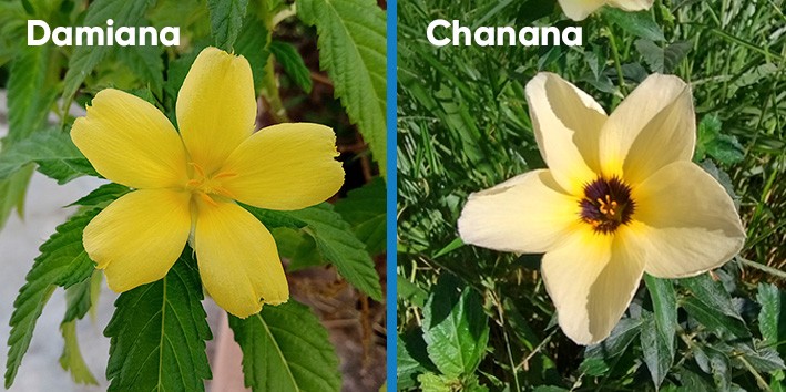 Damiana e chanana sao a mesma coisa Damiana e chanana sao a mesma coisa