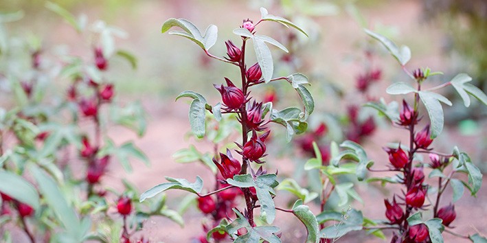 Hibisco flor indicacao