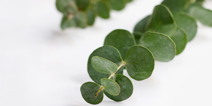 Eucalipto beneficios