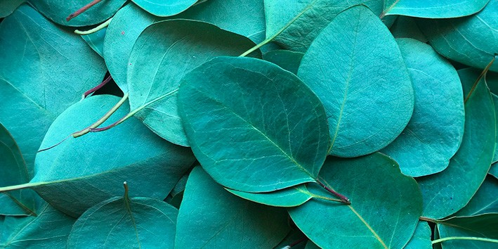 Eucalipto arvore Eucalyptus globulus