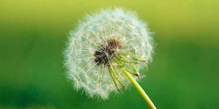 Hepatite e cirrose dente de leao o que e Hepatite e cirrose dente de leao o que e