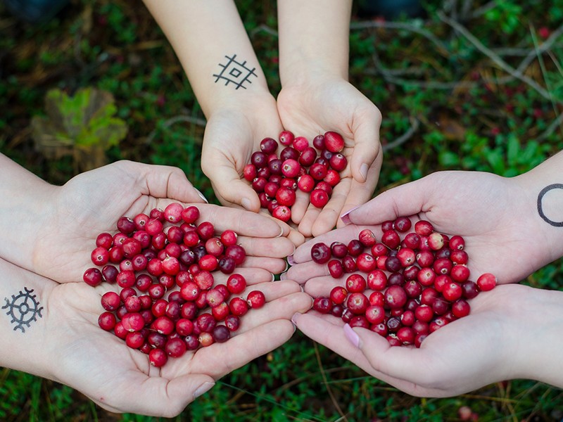 Cranberry, a Fruta que protege o Sistema Urinrio