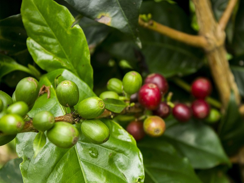 Como o Caf Verde ajuda a emagrecer?