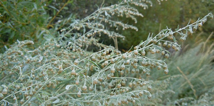 Losna a erva da antiguidade em nossos dias