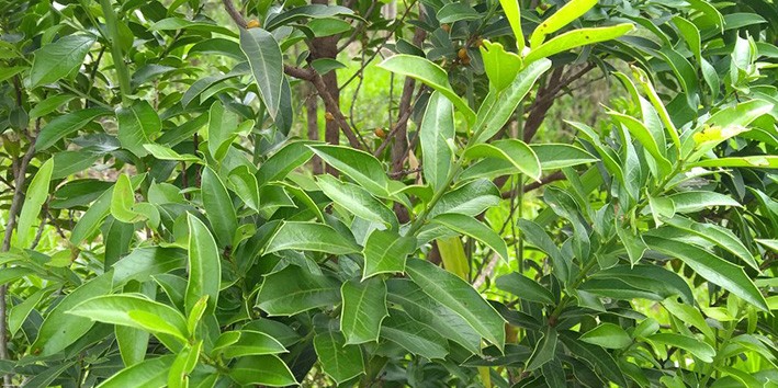 Espinheira santa uma grande aliada contra problemas de estomago Espinheira santa uma grande aliada contra problemas de estomago