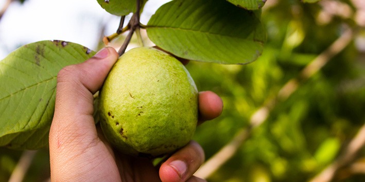 Goiaba a fruta que e um bom remedio