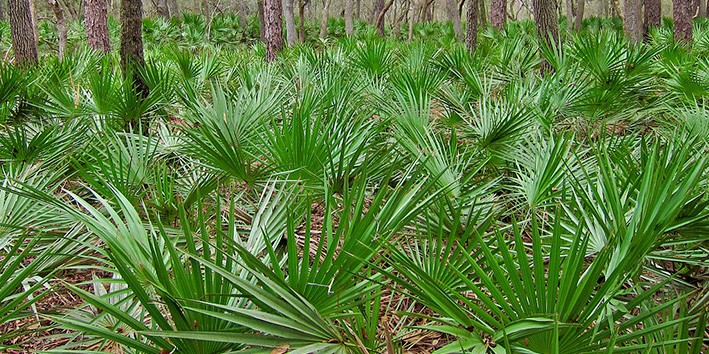 Saw palmetto para a saude dos homens
