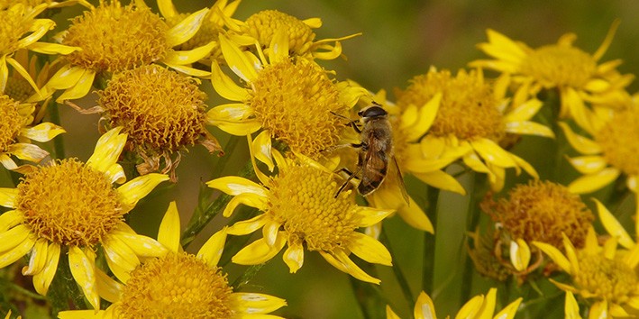 Arnica tambem ameniza as dores da alma