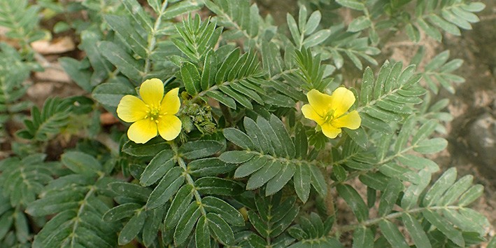 Tribulus terrestris Anabolizante ou afrodisiaco