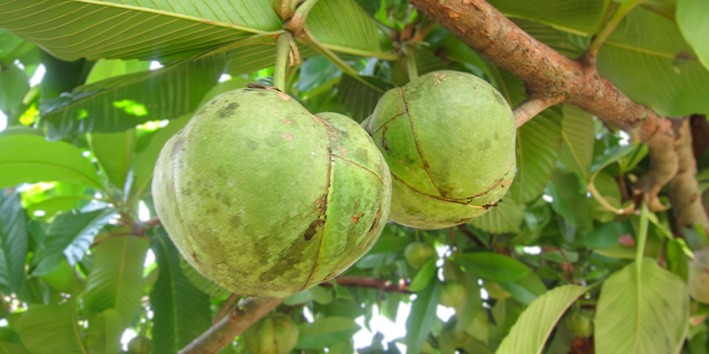 Dilenia como preparar propriedades medicinais Dilenia como preparar propriedades medicinais