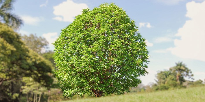 Dilenia preco onde comprar onde encontrar Dilenia preco onde comprar onde encontrar