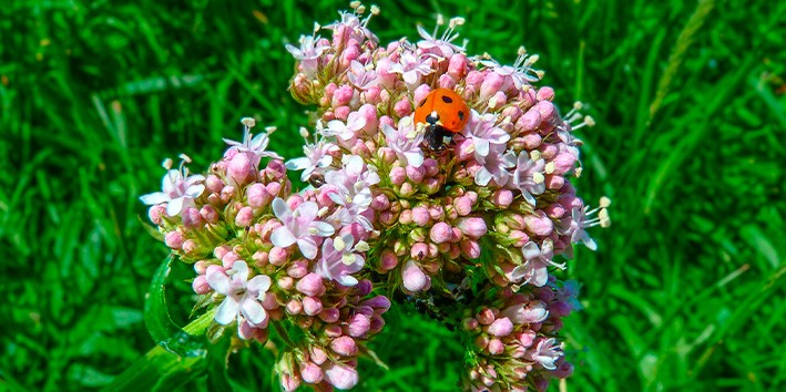 Labirintite tem cura Labirintite tem cura