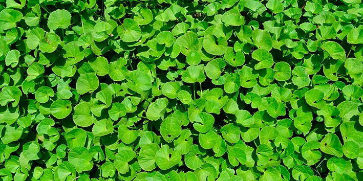 Centella asiatica contra indicacoes dosagem efeitos colaterais como usar onde comprar Centella asiatica contra indicacoes dosagem efeitos colaterais como usar onde comprar