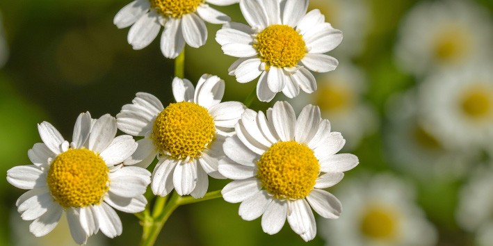 Tanacetum parthenium beneficios Tanacetum parthenium beneficios
