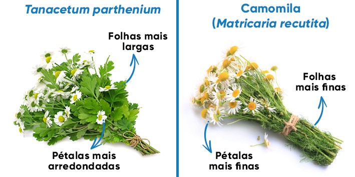 Tanacetum parthenium nome popular Tanacetum parthenium nome popular