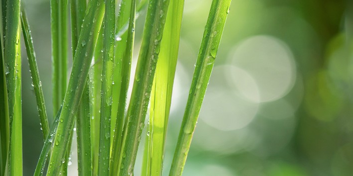 Fitoterapia como usar