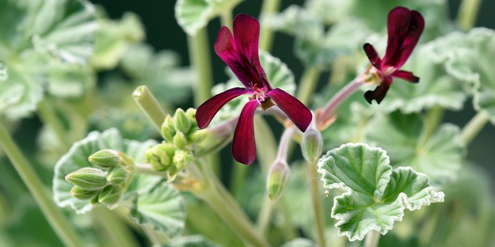 Pelargonium sidoides beneficios kaloba Pelargonium sidoides beneficios kaloba