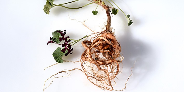 Pelargonium sidoides o que e origem nome popular nomes comerciais Pelargonium sidoides o que e origem nome popular nomes comerciais