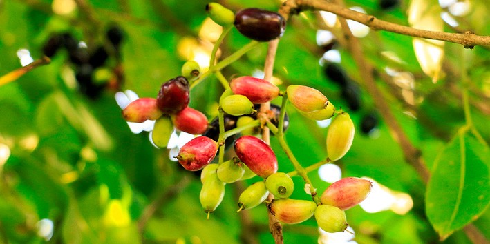 Jambolao o que e origem e comest?vel nome cientifico