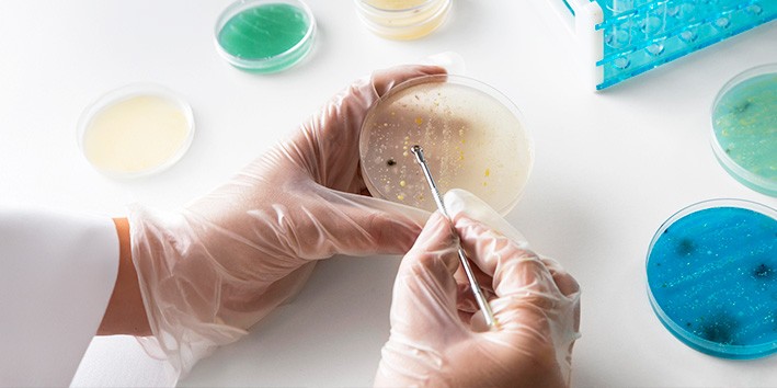 Agar-agar o que e gelatina