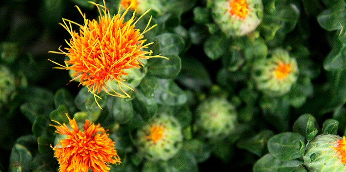 Oleo de Cartamo e bom para que