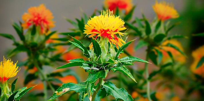 Oleo de Cartamo o que e intestino