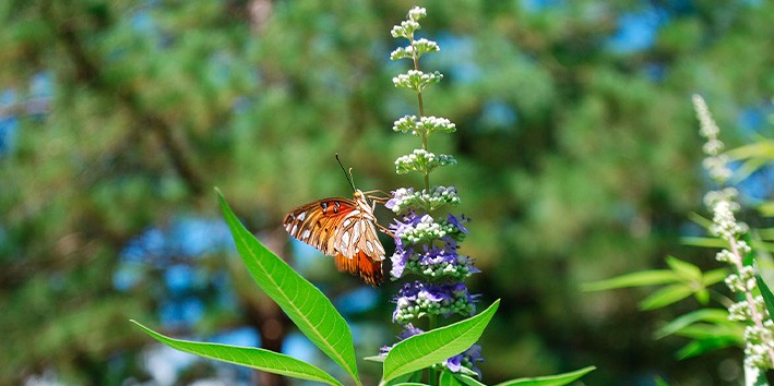 Onde encontrar os melhores fitoterapicos Vitex