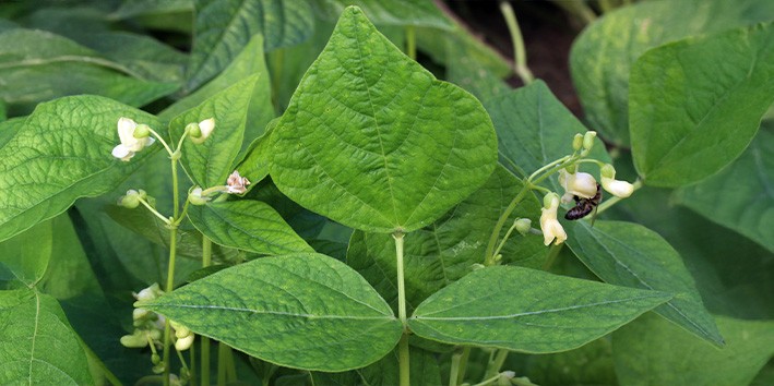 Faseolamina beneficios manipulado como funciona Faseolamina beneficios manipulado como funciona