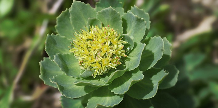 Rhodiola rosea beneficios anvisa