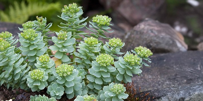 Rhodiola rosea dosagem usual preco como tomar posologia onde comprar como usar manipulado