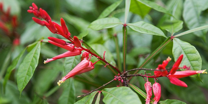 Parasitas e diabetes tem cura