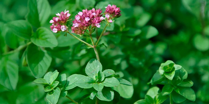 Oregano beneficios