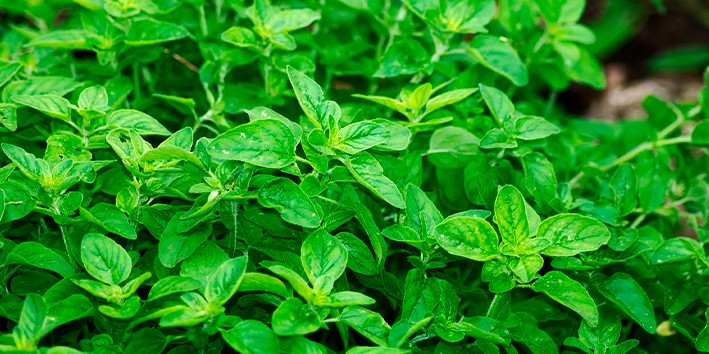 Oregano desidratado para que serve