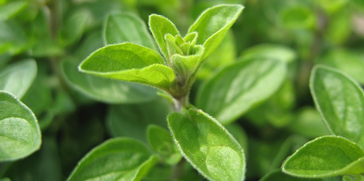 Oregano uso medicinal da sono