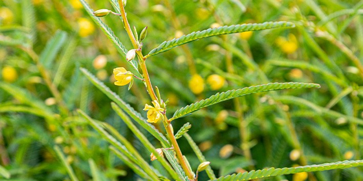 Cassiolamina nome cientifico o que e