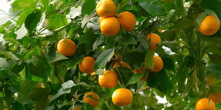 Laranja amarga dosagem usual onde comprar