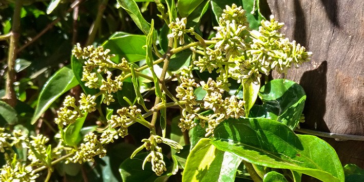 Primeiras plantas medicinais guaco xarope