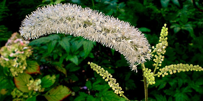 Cimicifuga racemosa beneficios fitoterapico