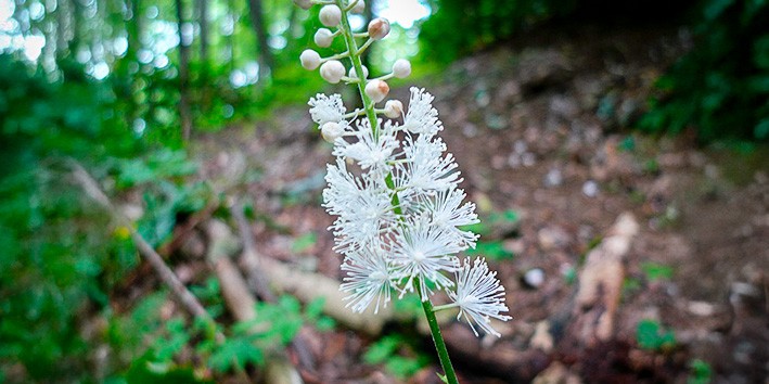 Cimicifuga racemosa o que e nome popular nome cientifico
