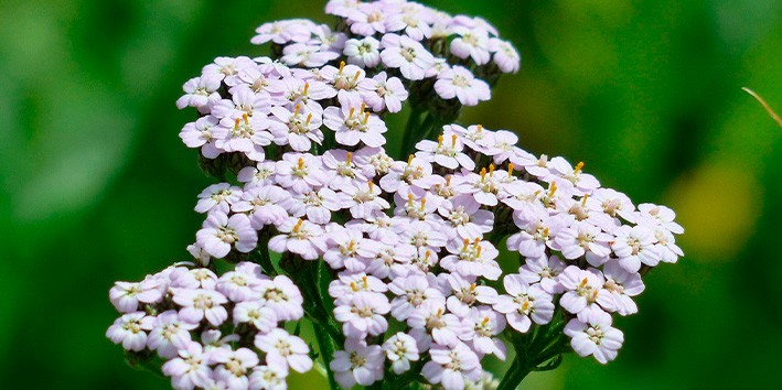 Aquileia millefolium mil folhas