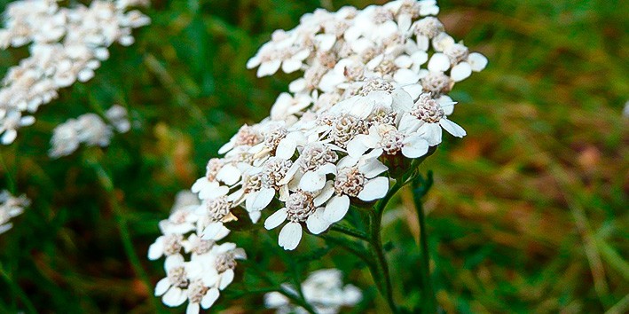 Aquileia o que e nome popular