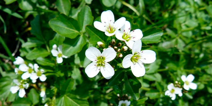 Agriao beneficios uso medicinal