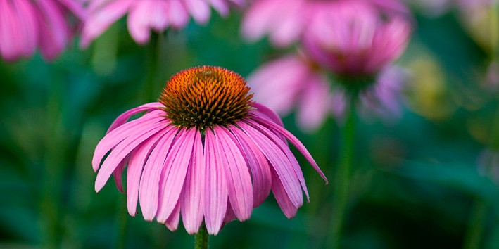 Depoimentos de clientes produtos naturais para saude