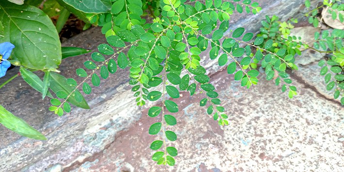 Depoimentos de clientes solucoes naturais para saude