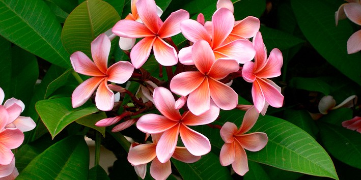Agoniada arvore flor plumeria